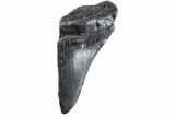 Partial Fossil Megalodon Tooth - South Carolina #332345-1